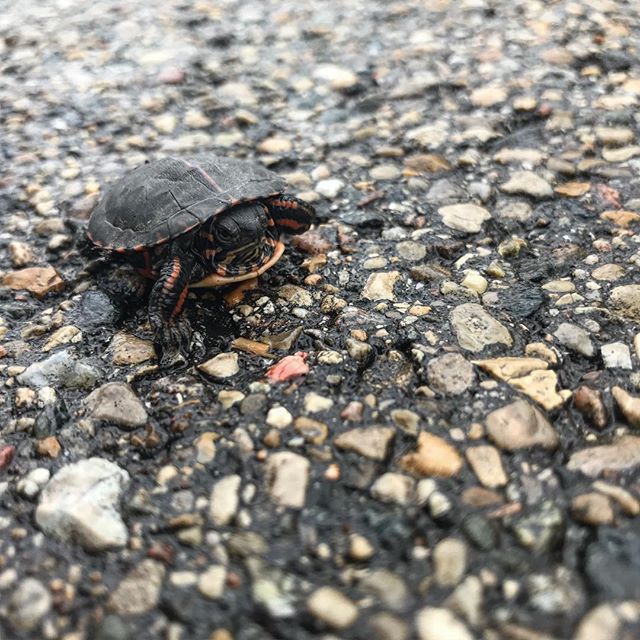 Ran into this little guy during a walk yesterday.